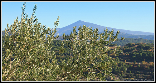 Symboles de la Provence : Olivier et Mont-Ventoux par Photo-Provence-Passion