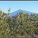 Symboles de la Provence : Olivier et Mont-Ventoux par Photo-Provence-Passion - Lafare 84190 Vaucluse Provence France