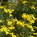 Plante tinctorielle by Pierre MM - Lauris 84360 Vaucluse Provence France