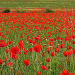 L'invasion des coquelicots par dgidgil - Lauris 84360 Vaucluse Provence France