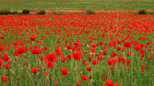 L'invasion des coquelicots by dgidgil