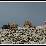 Mouton au sommet du Mont-Ventoux by michel.seguret -   Vaucluse Provence France