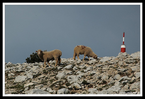 Mouton au sommet du Mont-Ventoux par michel.seguret