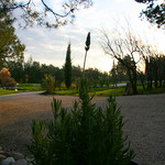 Douceur de Novembre : la lavande refleurit par CouleurLavande.com - Le Thor 84250 Vaucluse Provence France