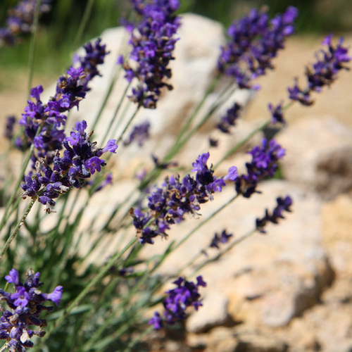 Couleur Lavande : Lavandula Angustifolia 'Imperial Gem' par CouleurLavande.com