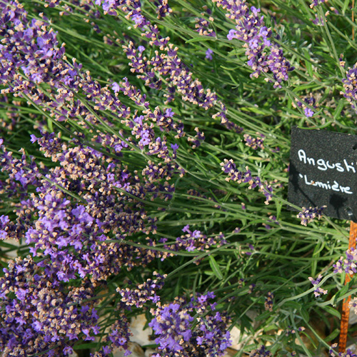 Couleur Lavande - 'Lumiere des Alpes' - Lavandula Angustifolia by CouleurLavande.com