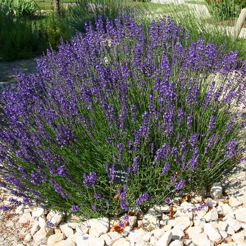 Couleur Lavande : Lavandula Angustifolia Lumiere des Alpes par CouleurLavande.com