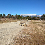 Moutons en liberté aux pieds du Ventoux par gab113 - Mormoiron 84570 Vaucluse Provence France