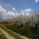 Vaucluse : cerisiers en fleurs by gab113 -   Vaucluse Provence France