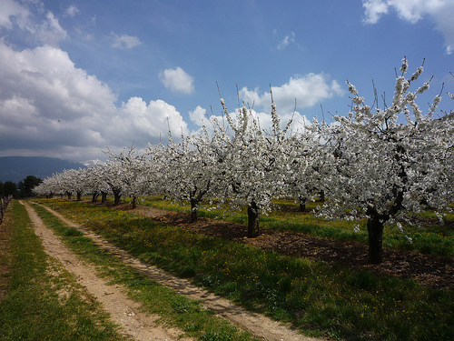 Vaucluse : cerisiers en fleurs by gab113