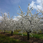 cerisiers en fleurs par gab113 -   Vaucluse Provence France