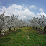 cerisiers en fleurs par gab113 -   Vaucluse Provence France