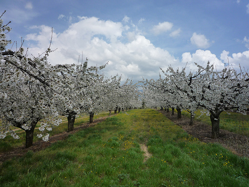 cerisiers en fleurs par gab113