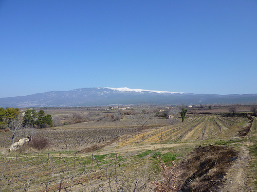 Mont-Ventoux et champs de vigne en hiver by gab113