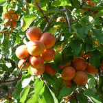 Abricots du Vaucluse by gab113 -   Vaucluse Provence France