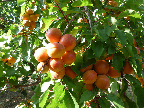 Abricots du Vaucluse par gab113