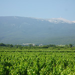 Vigne du Ventoux by gab113 -   Vaucluse Provence France