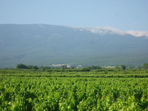 Vigne du Ventoux by gab113