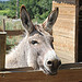 Ane qui sourit -La petite Ferme par gab113 - Villes sur Auzon 84570 Vaucluse Provence France