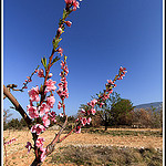 Branche de Pêcher by Photo-Provence-Passion -   Vaucluse Provence France