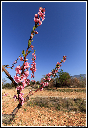 Branche de Pêcher par Photo-Provence-Passion