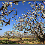 A l'Ombre des Cerisiers par Photo-Provence-Passion -   Vaucluse Provence France