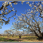 A l'Ombre des Cerisiers by Photo-Provence-Passion -   Vaucluse Provence France