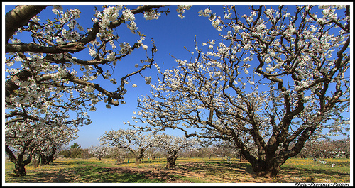 A l'Ombre des Cerisiers by Photo-Provence-Passion