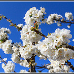 Branches de Cerisiers en fleurs par Photo-Provence-Passion -   Vaucluse Provence France