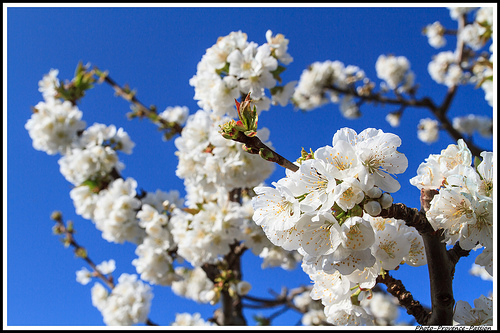 Branches de Cerisiers en fleurs par Photo-Provence-Passion