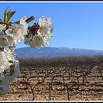 Dans l'ordre : cerisier, vigne et Mont-Ventoux by Photo-Provence-Passion -   Vaucluse Provence France