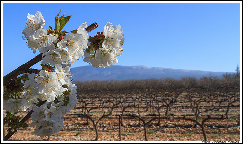 Dans l'ordre : cerisier, vigne et Mont-Ventoux by Photo-Provence-Passion