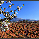 Contraste des Couleurs entre cerisier et la terre rouge des vignes by Photo-Provence-Passion -   Vaucluse Provence France