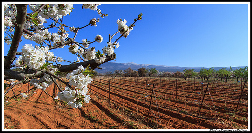 Contraste des Couleurs entre cerisier et la terre rouge des vignes par Photo-Provence-Passion