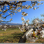 Le Mont Ventoux au milieu des fleurs de cerisiers par Photo-Provence-Passion -   Vaucluse Provence France