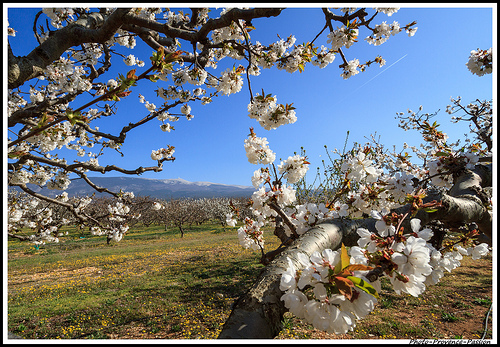 Le Mont Ventoux au milieu des fleurs de cerisiers par Photo-Provence-Passion