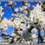 Branches de Cerisiers en fleurs by Photo-Provence-Passion -   Vaucluse Provence France