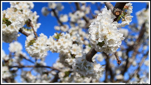 Branches de Cerisiers en fleurs by Photo-Provence-Passion