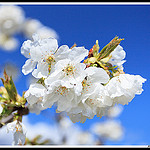 Fleurs de Cerisiers par Photo-Provence-Passion -   Vaucluse Provence France