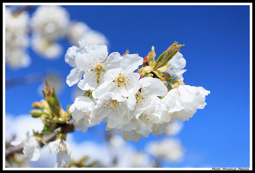 Fleurs de Cerisiers par Photo-Provence-Passion