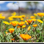 Aspirateur à soleil by Photo-Provence-Passion -   Vaucluse Provence France