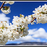 Branche de Cerisiers en Fleurs by Photo-Provence-Passion -   Vaucluse Provence France