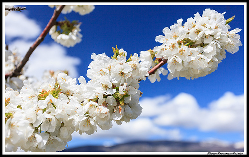 Branche de Cerisiers en Fleurs par Photo-Provence-Passion