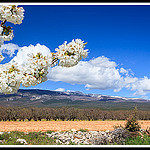 Fleurs de Cerisiers au pied du Mont Ventoux by Photo-Provence-Passion -   Vaucluse Provence France