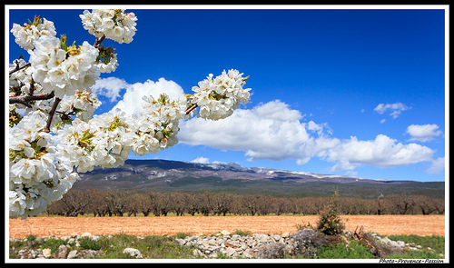 Fleurs de Cerisiers au pied du Mont Ventoux par Photo-Provence-Passion