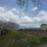 Cerisiers en fleurs + Mont ventoux par gab113 -   Vaucluse Provence France