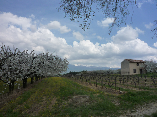 Cerisiers en fleurs + Mont ventoux par gab113