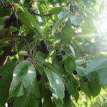 Cerises du Mont-Ventoux par gab113 -   Vaucluse Provence France