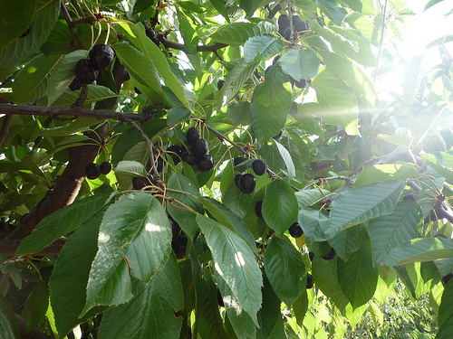 Cerises du Mont-Ventoux par gab113