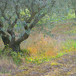 Contraste de verts by krissdefremicourt - Lourmarin 84160 Vaucluse Provence France